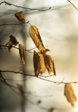 Autumn leaves by the river with foggy atmosphere, backlit