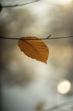 Autumn leaf by the river with blurred background