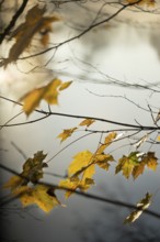 Autumn leaves by the river with foggy atmosphere, backlit