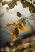 Autumn leaves by the river with foggy atmosphere, backlit