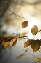 Autumn leaves by the river with foggy atmosphere, backlit