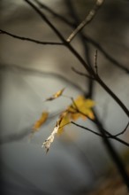 Autumn leaves by the river with foggy atmosphere, backlit