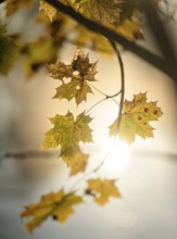 Autumn leaves by the river with foggy atmosphere, backlit