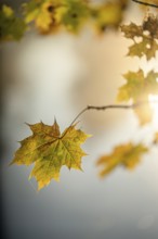 Autumn leaves by the river with foggy atmosphere, backlit