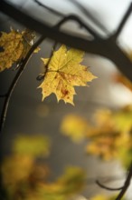 Autumn leaves by the river with foggy atmosphere, backlit
