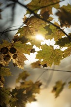 Autumn leaves by the river with foggy atmosphere, backlit