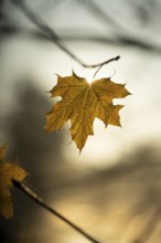 Autumn leaves by the river with foggy atmosphere, backlit