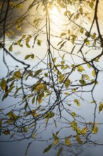 Autumn leaves by the river with foggy atmosphere, backlit