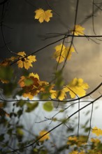 Autumn leaves by the river with foggy atmosphere, backlit