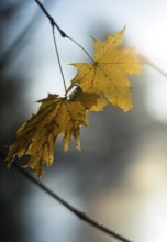 Autumn leaves by the river with foggy atmosphere, backlit