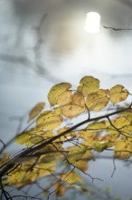 Autumn leaves by the river with foggy atmosphere