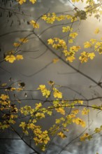 Autumn leaves by the river with foggy atmosphere
