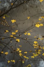 Autumn leaves by the river with foggy atmosphere
