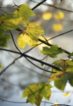 Autumn leaves by the river with foggy atmosphere