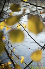 Autumn leaves by the river with foggy atmosphere