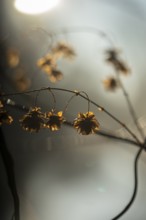 Autumn leaves by the river with foggy atmosphere