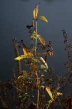 Autumn leaves by the river