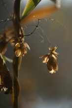 Autumn leaves by the river with foggy atmosphere, backlit