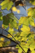 Autumn leaves by the river