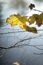 Autumn leaves by the river with foggy atmosphere