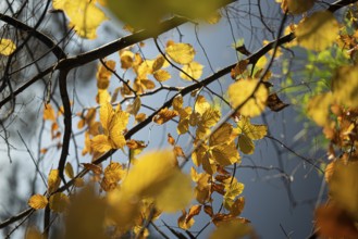 Autumn leaves by the river with foggy atmosphere