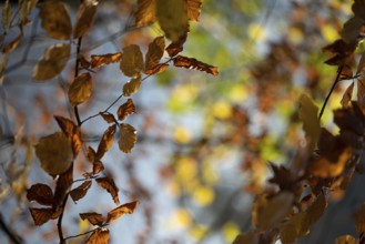 Autumn leaves by the river with foggy atmosphere