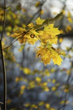 Autumn leaves by the river with foggy atmosphere