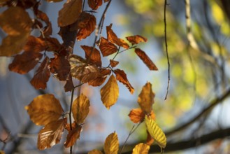 Autumn leaves by the river with foggy atmosphere