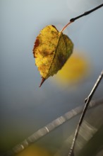 Autumn leaves by the river with foggy atmosphere