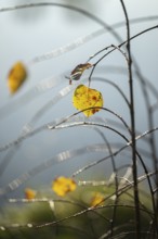 Autumn leaves by the river with foggy atmosphere