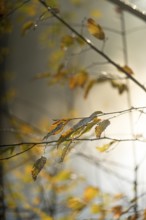 Autumn leaves by the river with foggy atmosphere