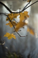 Autumn leaves by the river with foggy atmosphere