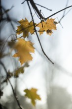 Autumn leaves by the river with foggy atmosphere