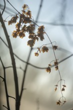 Autumn leaves by the river with foggy atmosphere