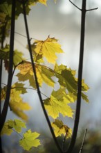 Autumn leaves by the river with foggy atmosphere