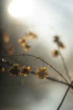 Autumn leaves by the river with foggy atmosphere