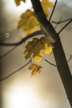 Autumn leaves by the river with foggy atmosphere