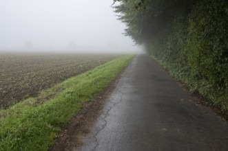 Rural road disappearing into thick fog next to a field and green hedge