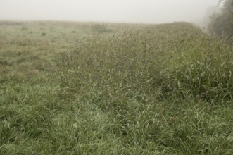 Green grassland covered in heavy fog, creating a peaceful and serene atmosphere