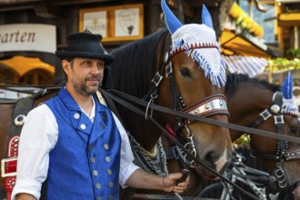 Horses with mule, cold-blooded animals, coachman, cattle drive, Oberstdorf, Allgäu Alps, Bavaria,