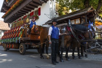 Historic brewery wagon with beer barrels, horses with harness, cold-blooded horses, coachman,