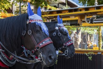 Horses with mules, cold-blooded animals, cattle seperation, Oberstdorf, Allgäu Alps, Bavaria,