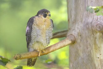 Peregrine falcon (Falco peregrinus), male sitting on a tree, falcon, bird of prey, nature