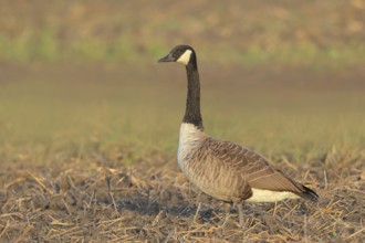 Canada goose (Branta canadensis) standing on harvested grain field, wildlife, geese, migratory