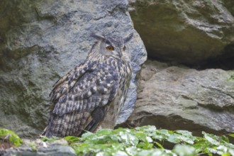 Eurasian Eagle-owl (Bubo bubo), sitting on a rock, owl, night bird, captive, Bavarian Forest