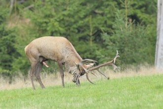 Red deer (Cervus elaphus) capital stag forkelt with its antlers in a forest clearing during the