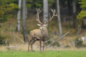 Red deer (Cervus elaphus) capital stag in a forest clearing during the rutting season, wildlife,
