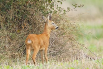 European roe deer (Capreolus capreolus), roebuck standing in front of a hedge after the rutting