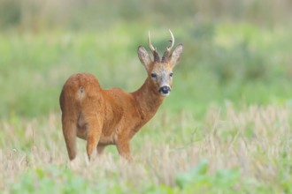 European roe deer (Capreolus capreolus), roebuck standing in harvested grain field after the