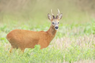 European roe deer (Capreolus capreolus), roebuck standing in harvested grain field after the